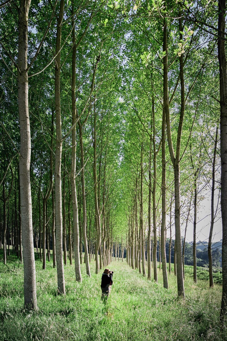 Basque Birch Trees