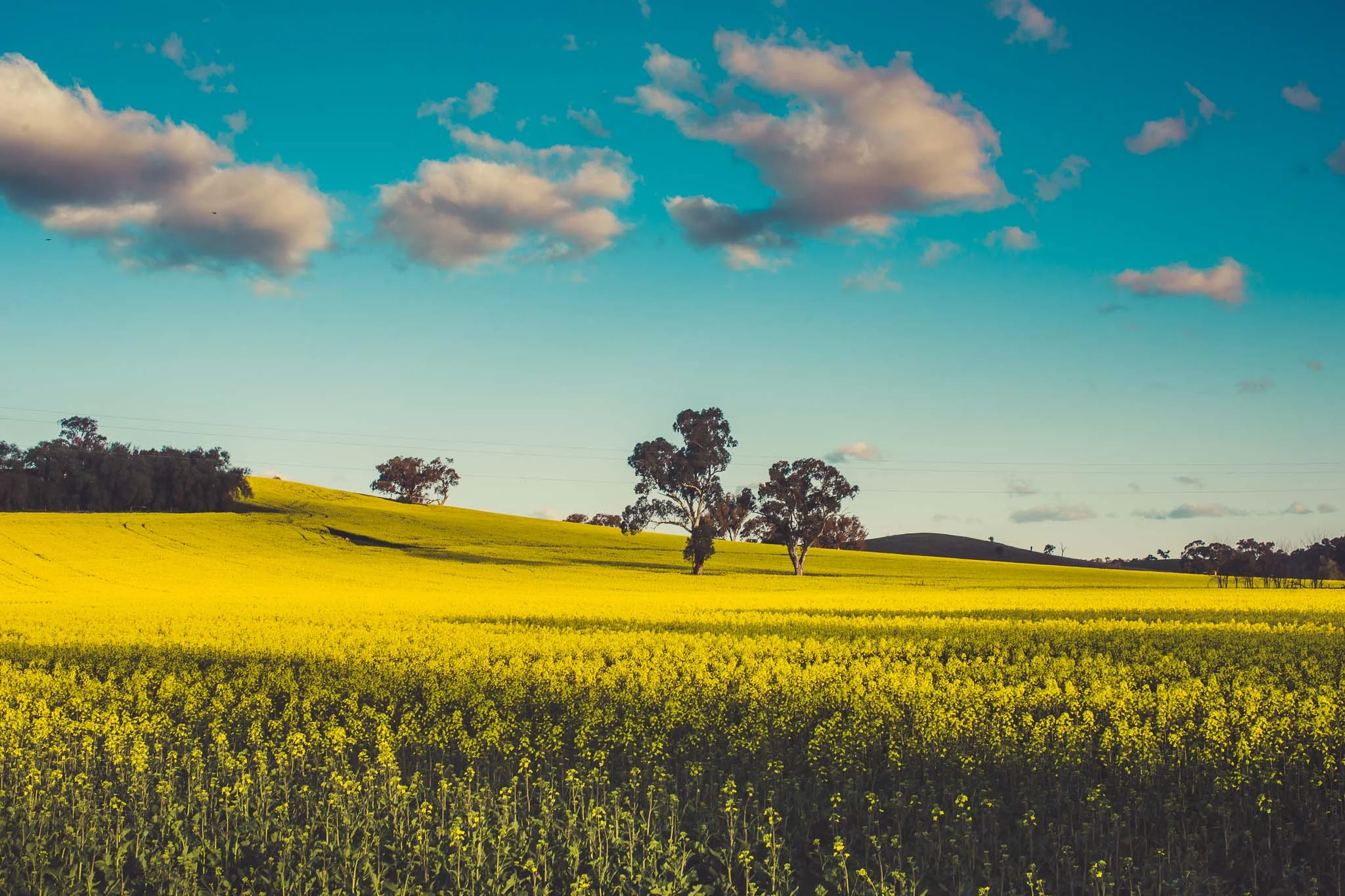 Coottamundra sunset (4 of 7).jpg