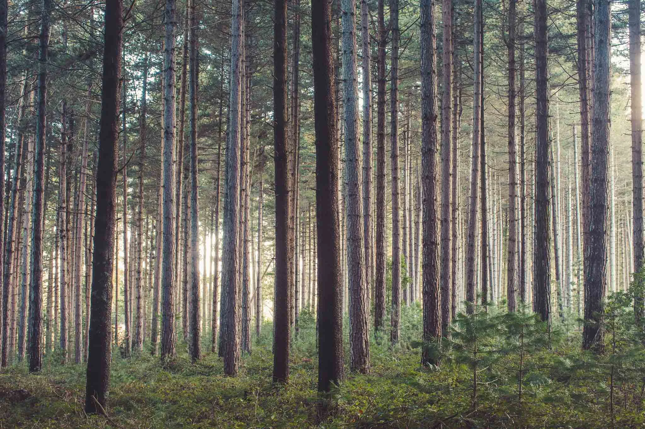 Sugar Pine Forest (21 of 33).jpg