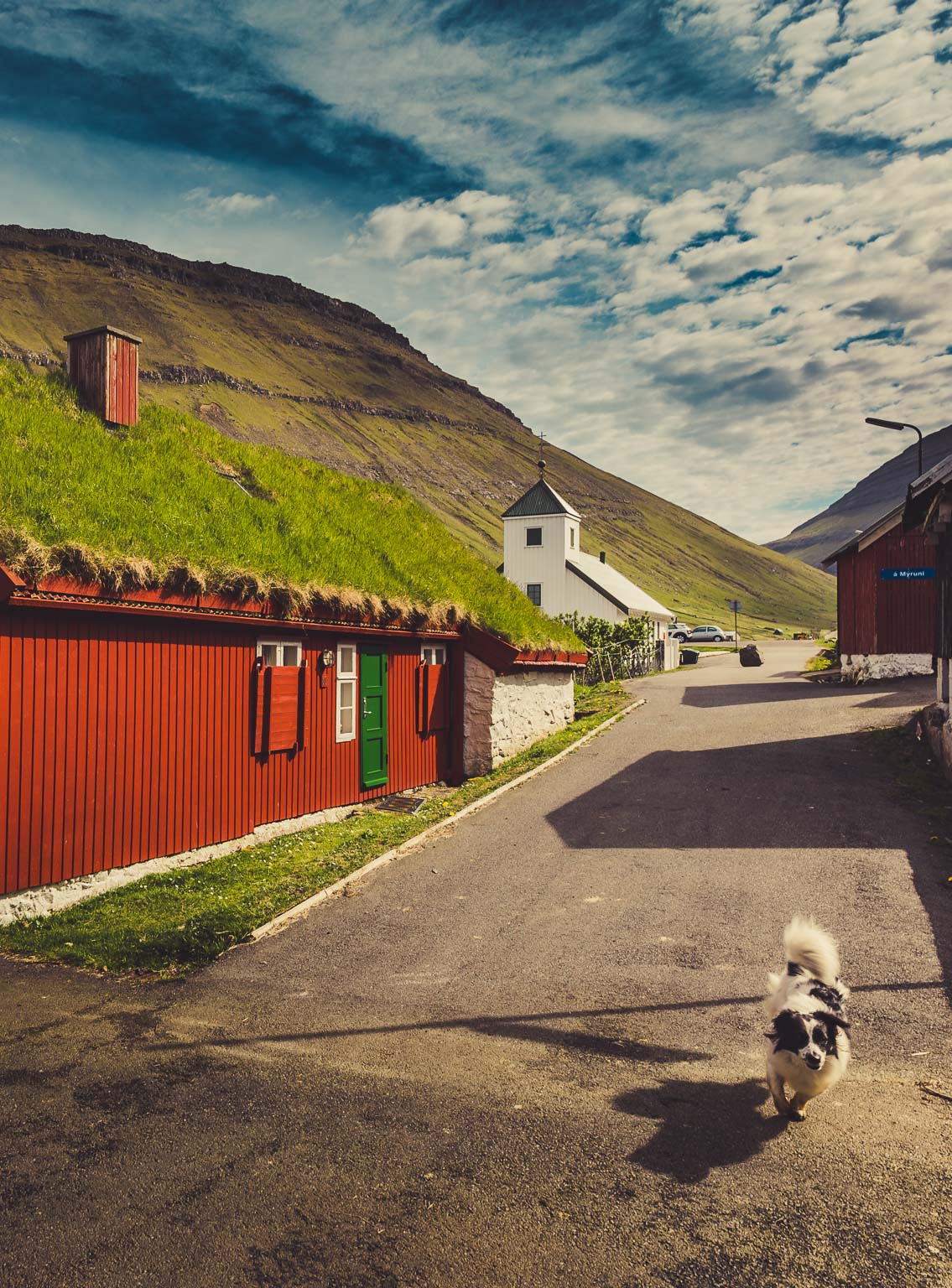 Elduvik Local Dog, Faroe Islands