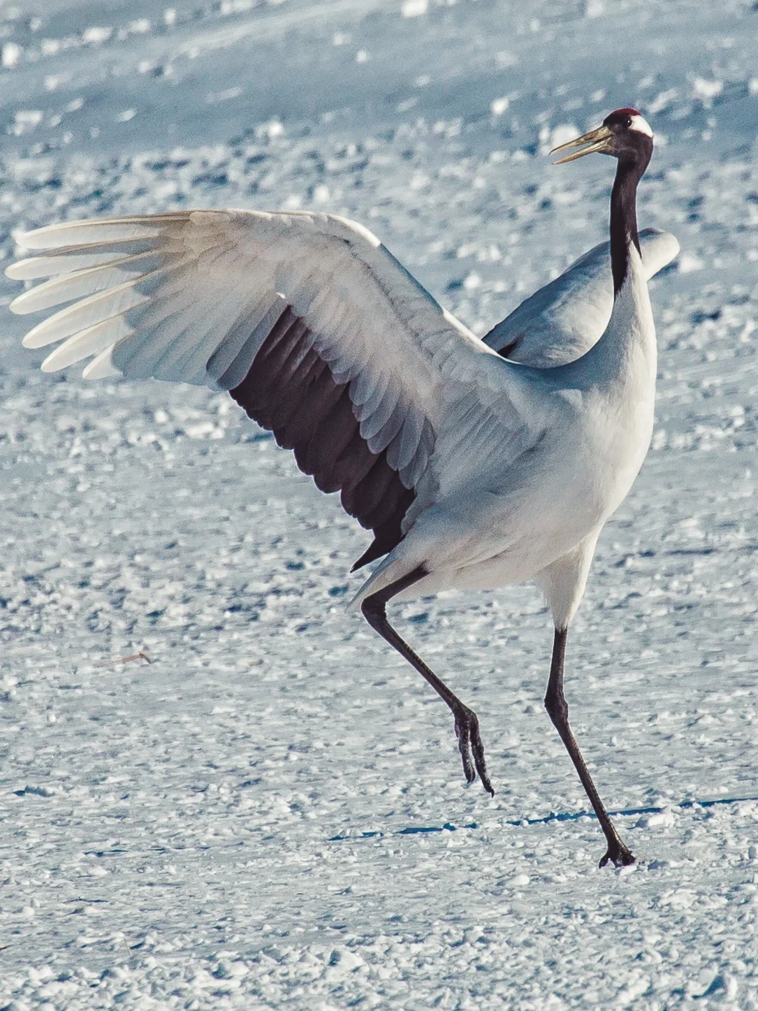 Red Crowned Crane Birds in Tsurui-Mura