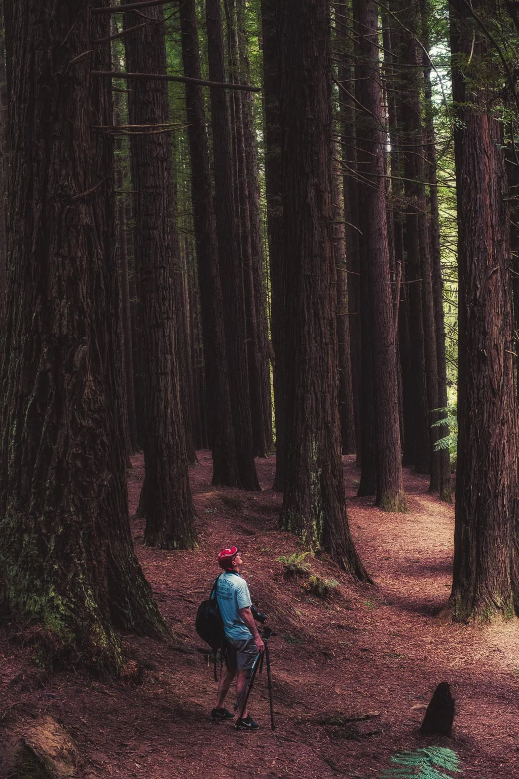 Redwood Forest