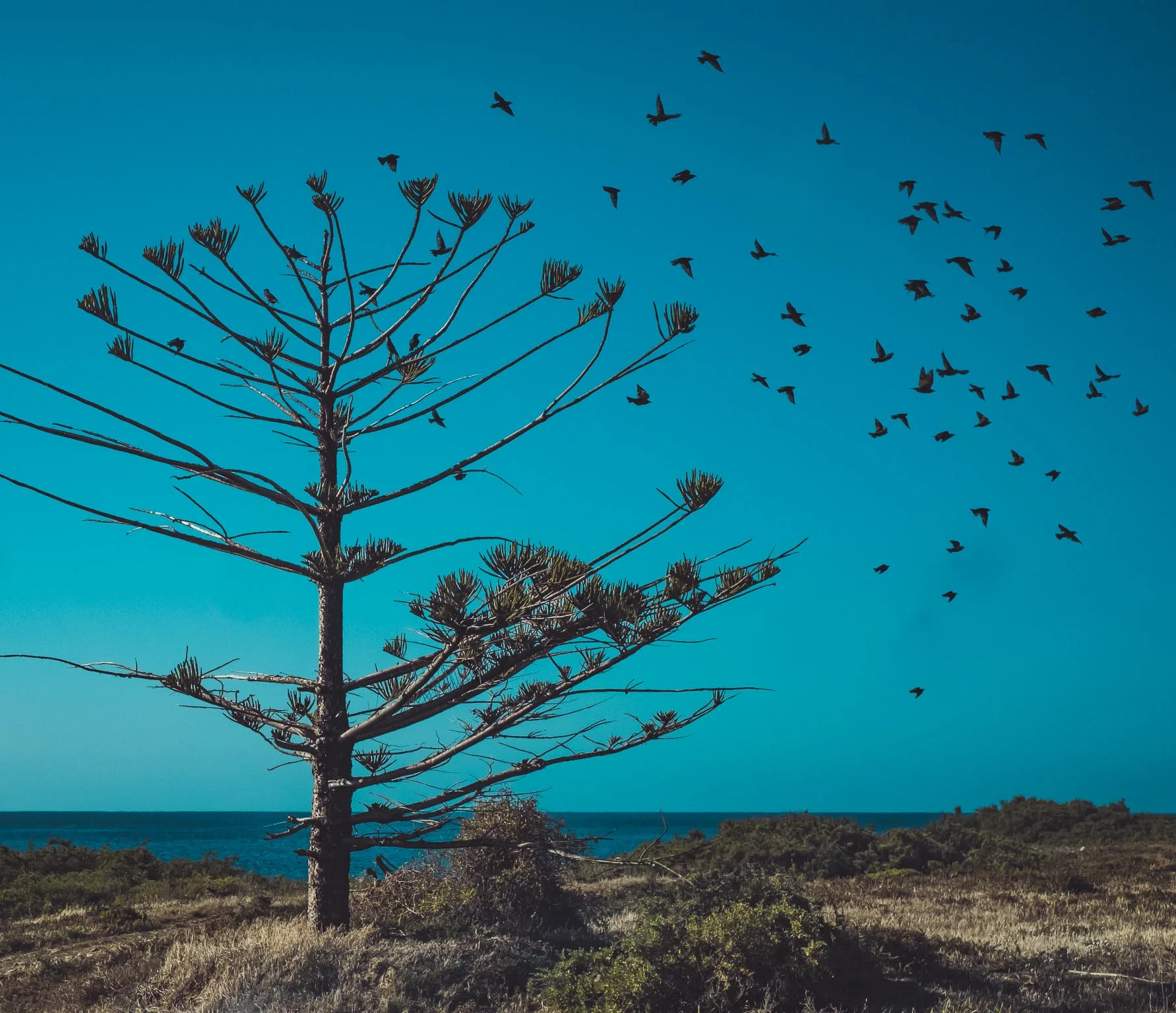 Birds at Cape Jarvis