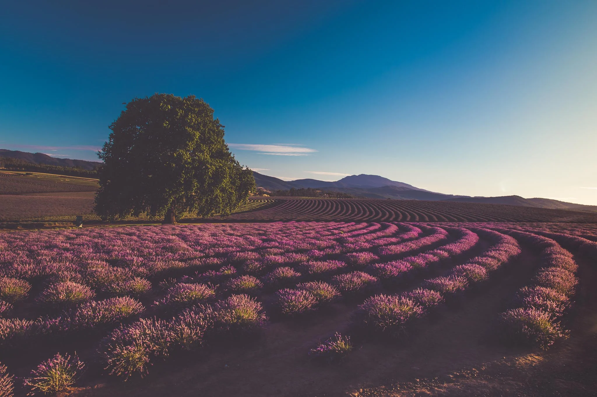 Bridstowe Lavender