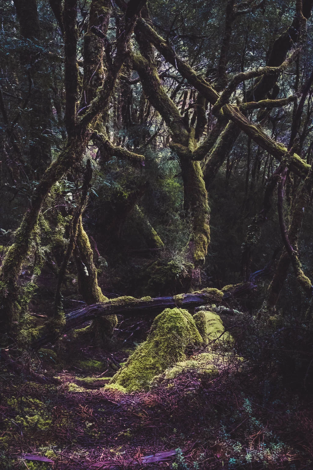 A Photographer's Guide To Exploring Tasmania's Wilderness