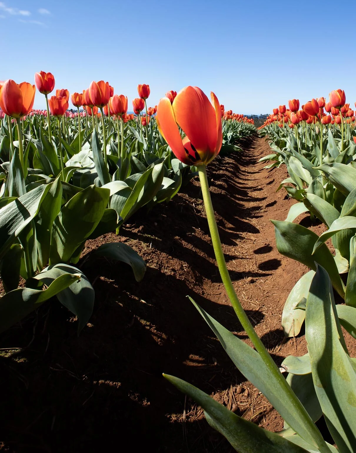 Tulip Farm (Wynyard, Tasmania)