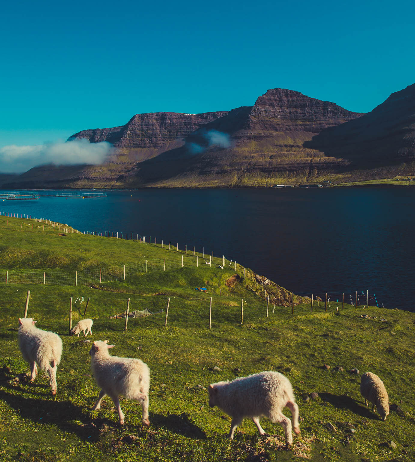 Faroe (5 of 15).jpg