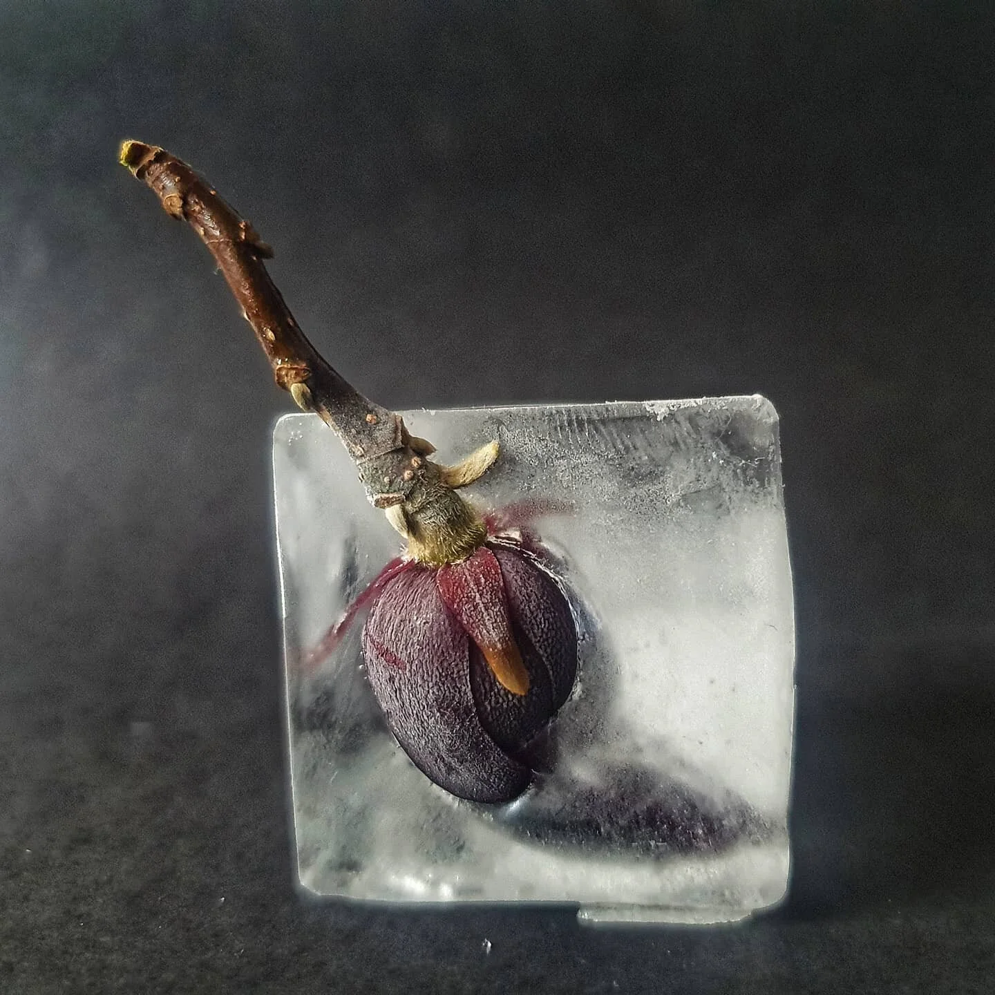 Magnolia Bud