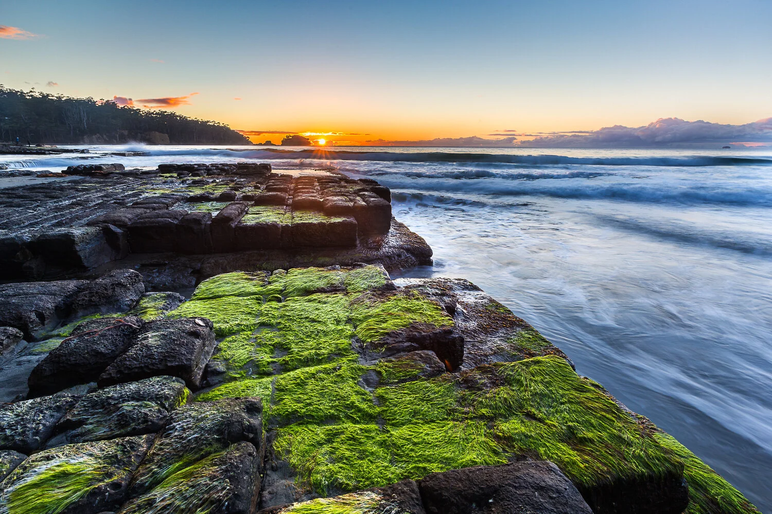 Fluffy &amp; Velvety Moss