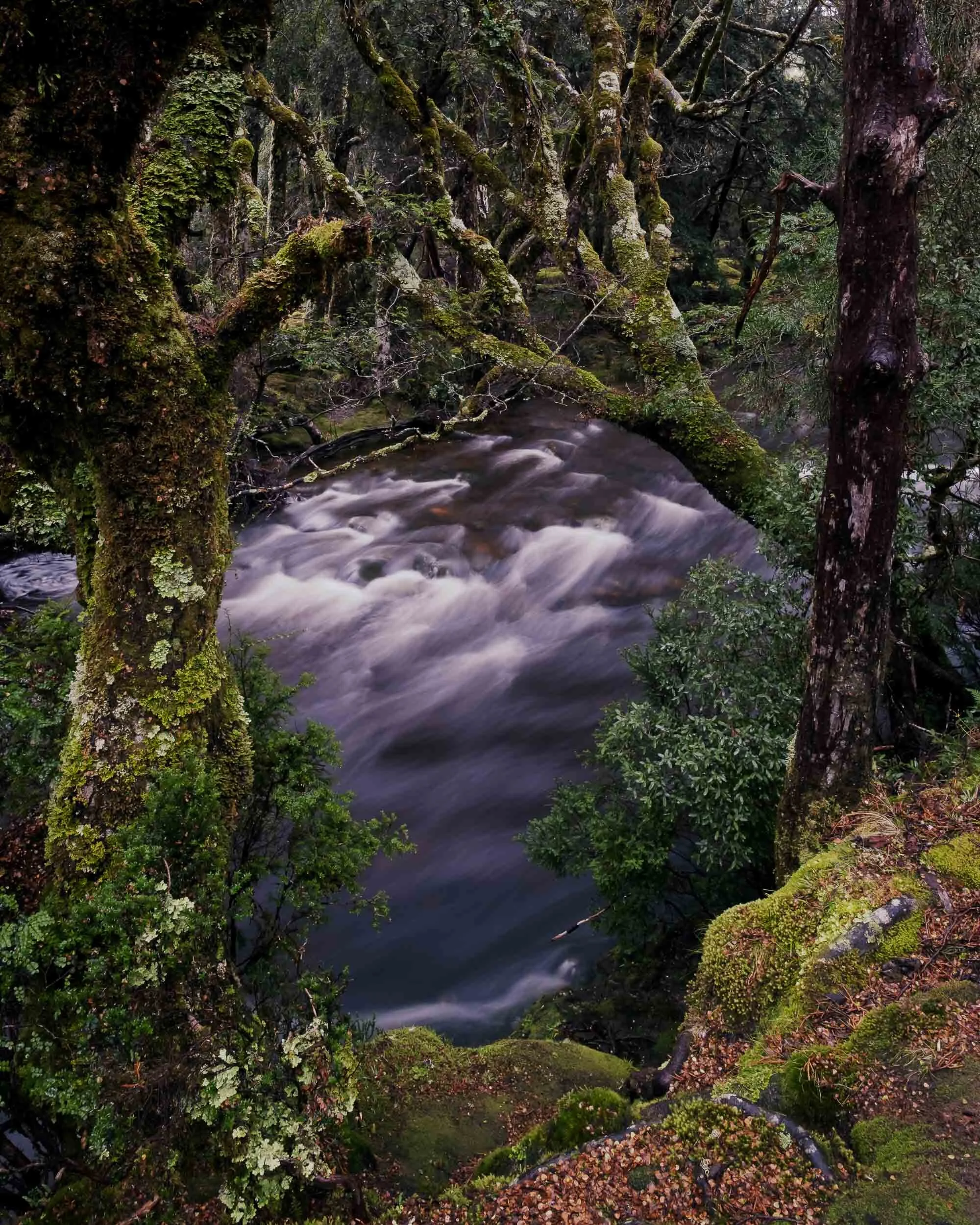 Bumpy Rocks &amp; Hairy Moss