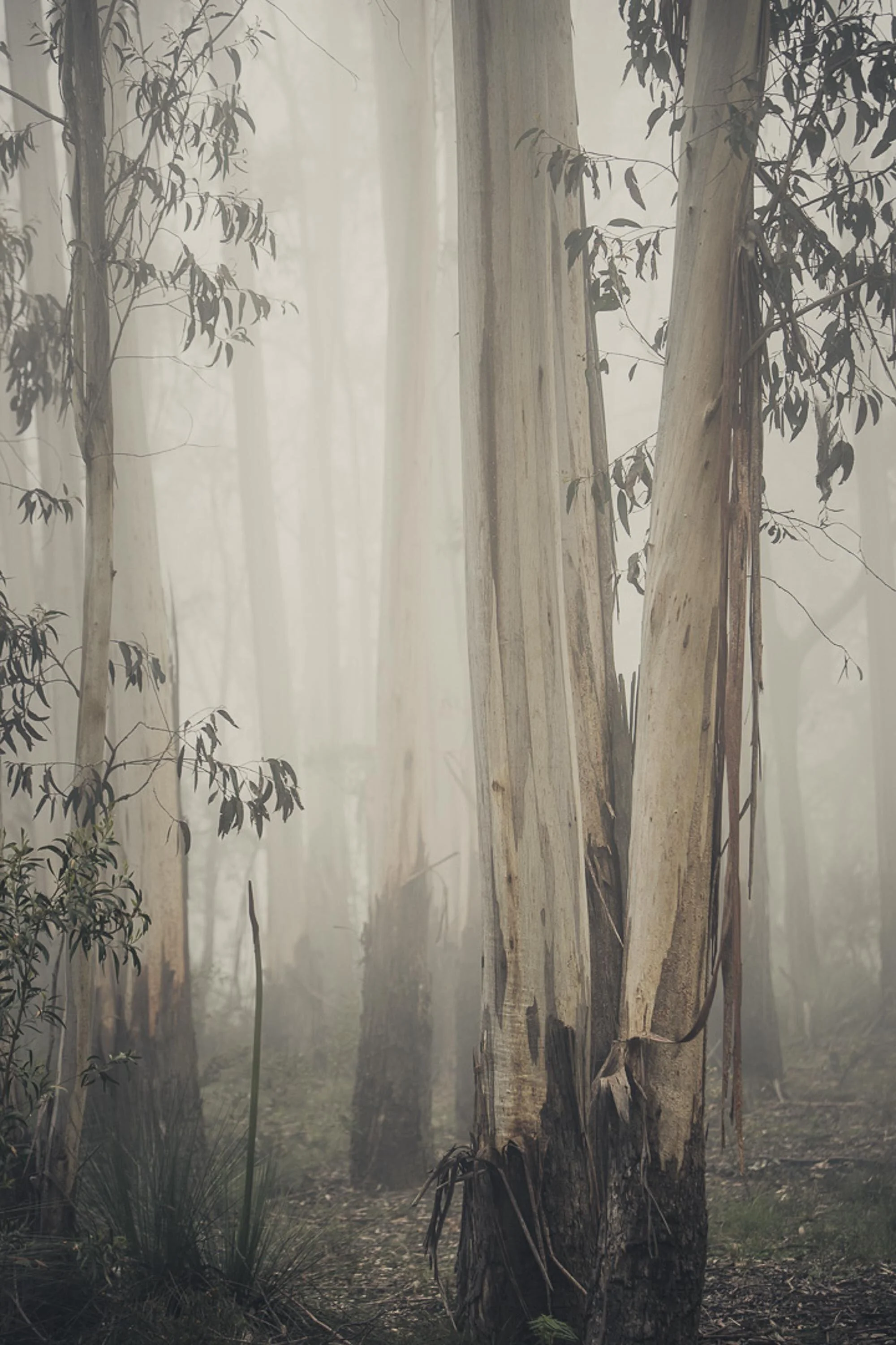 Wrinkled Bark &amp; Soft Fog