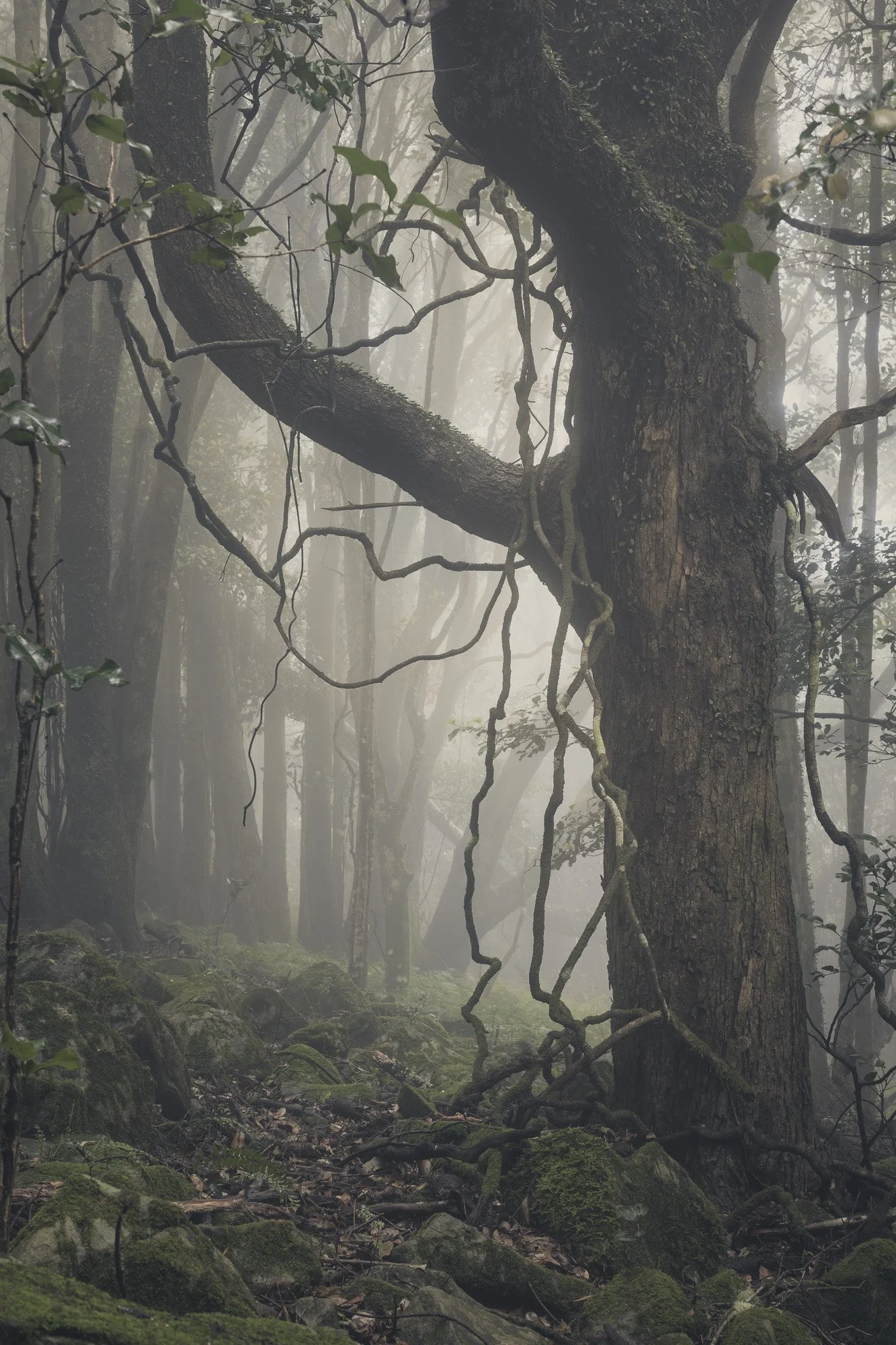 5 Steps To Forest Photography