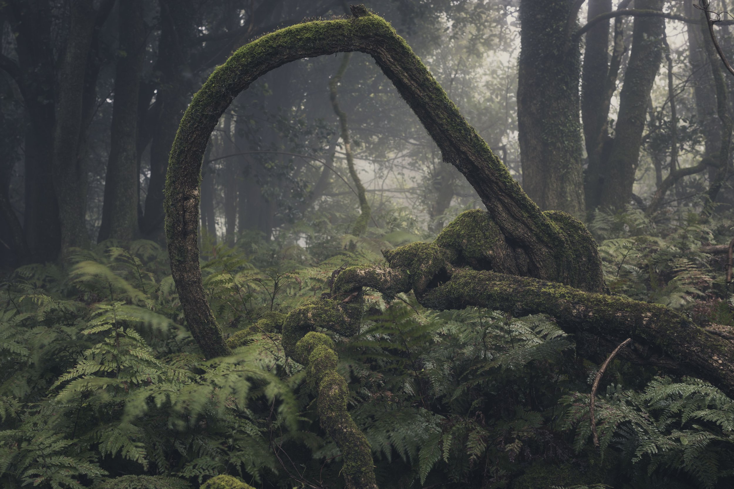 Forest Bathing-27.jpg