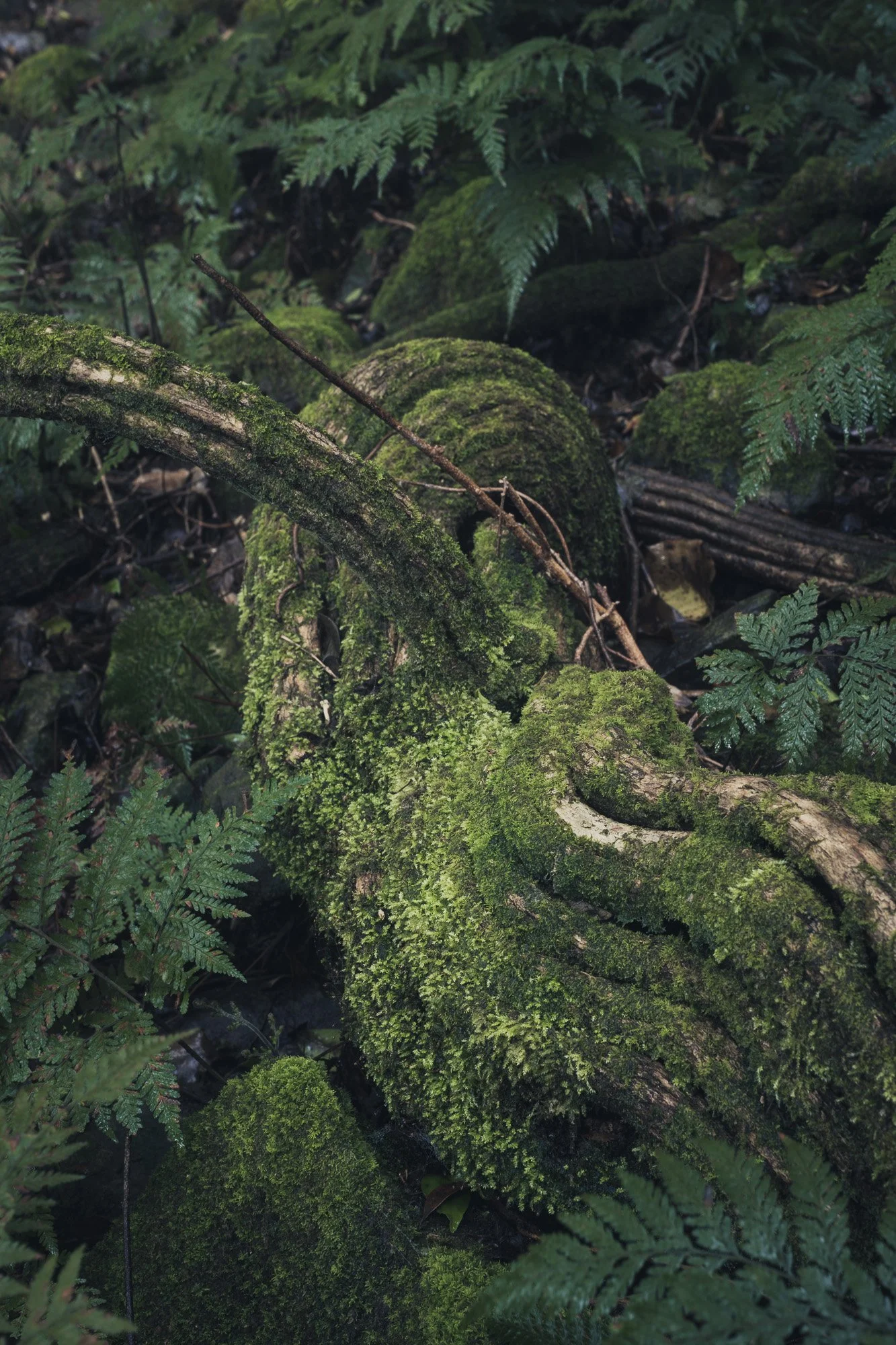Forest Bathing-23.jpg