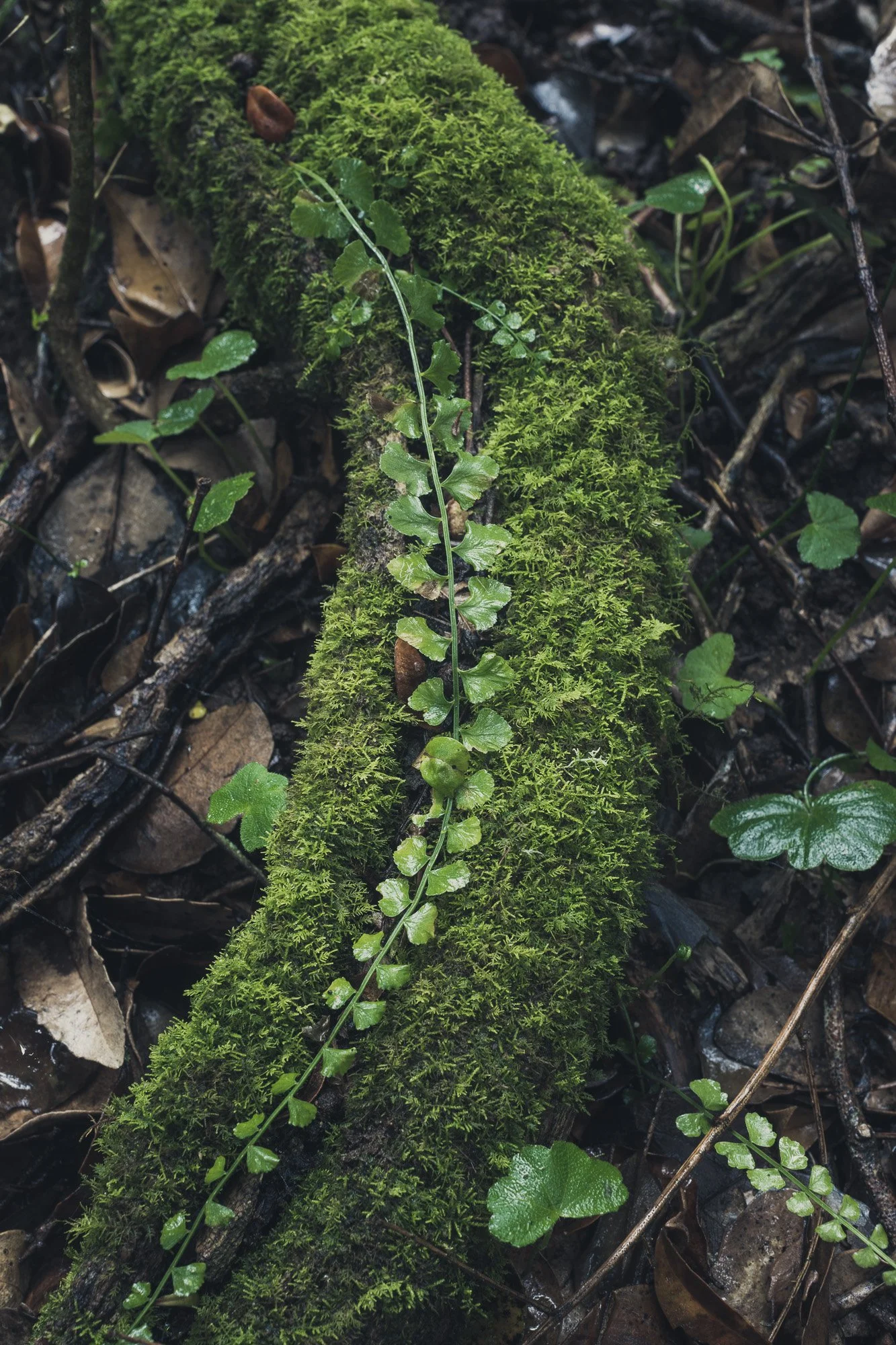 Forest Bathing-8.jpg