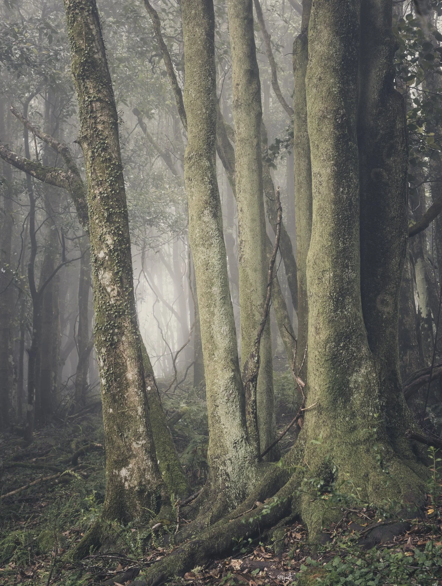 Shinrin Yoku (Forest Bathing)