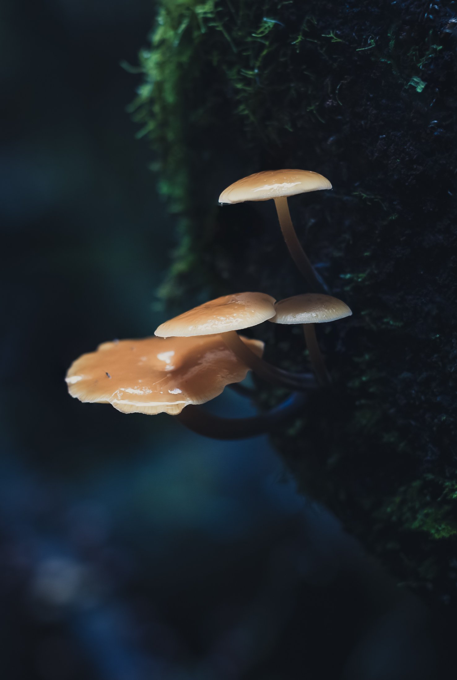 Mushrooms Tasmania-6.jpg