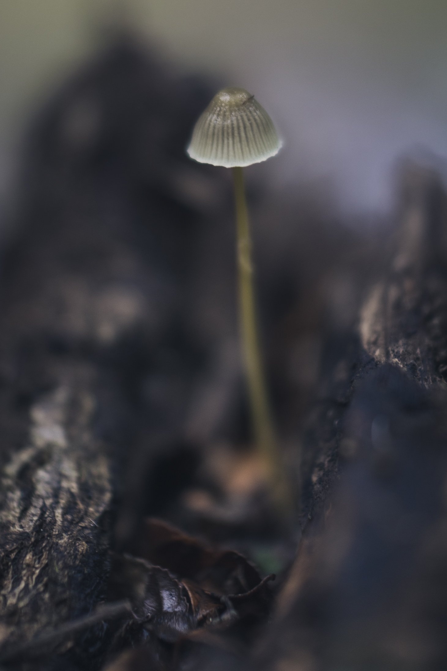 Mushrooms Tasmania-4.jpg