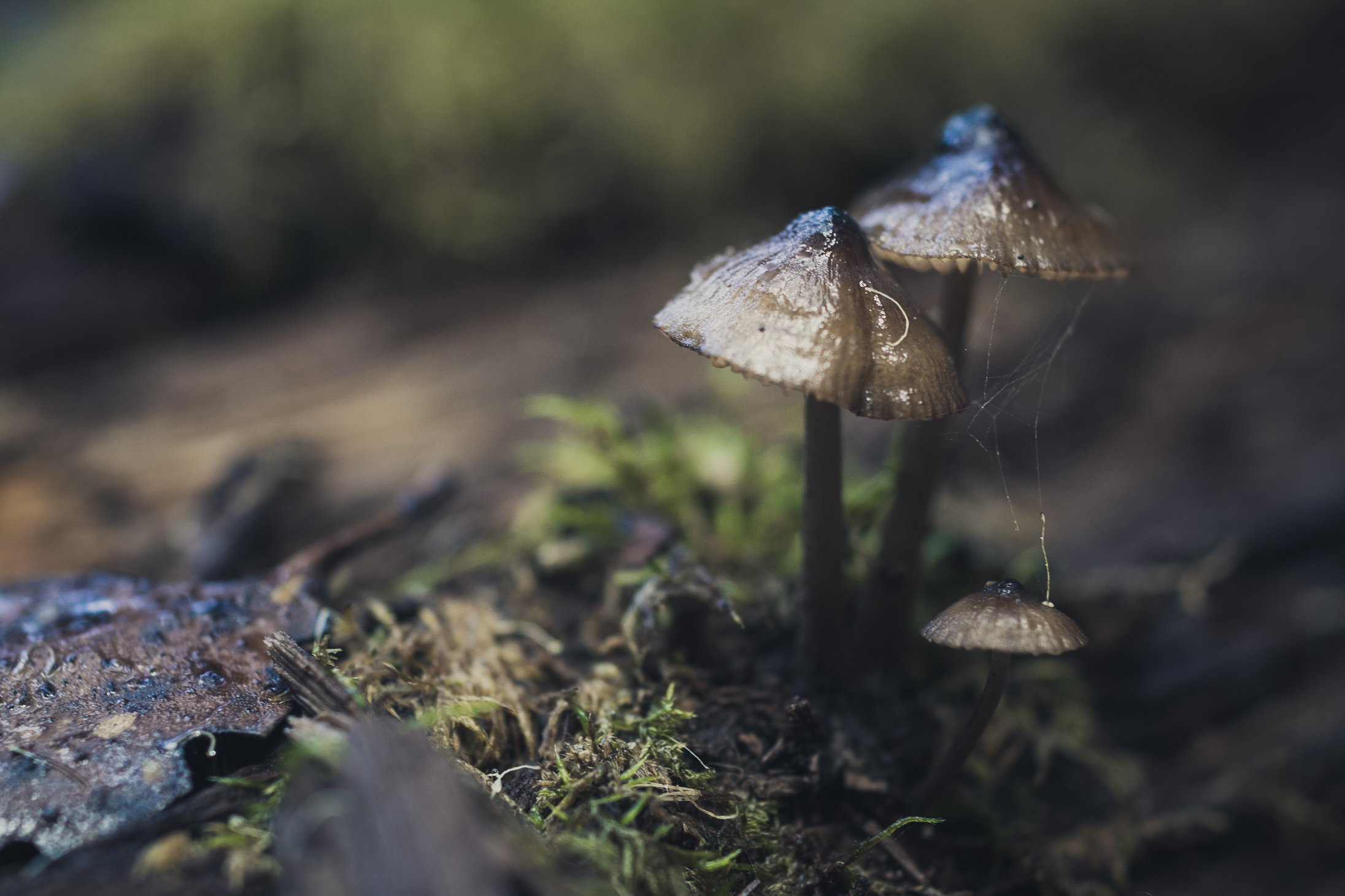 Mushrooms Tasmania-7.jpg