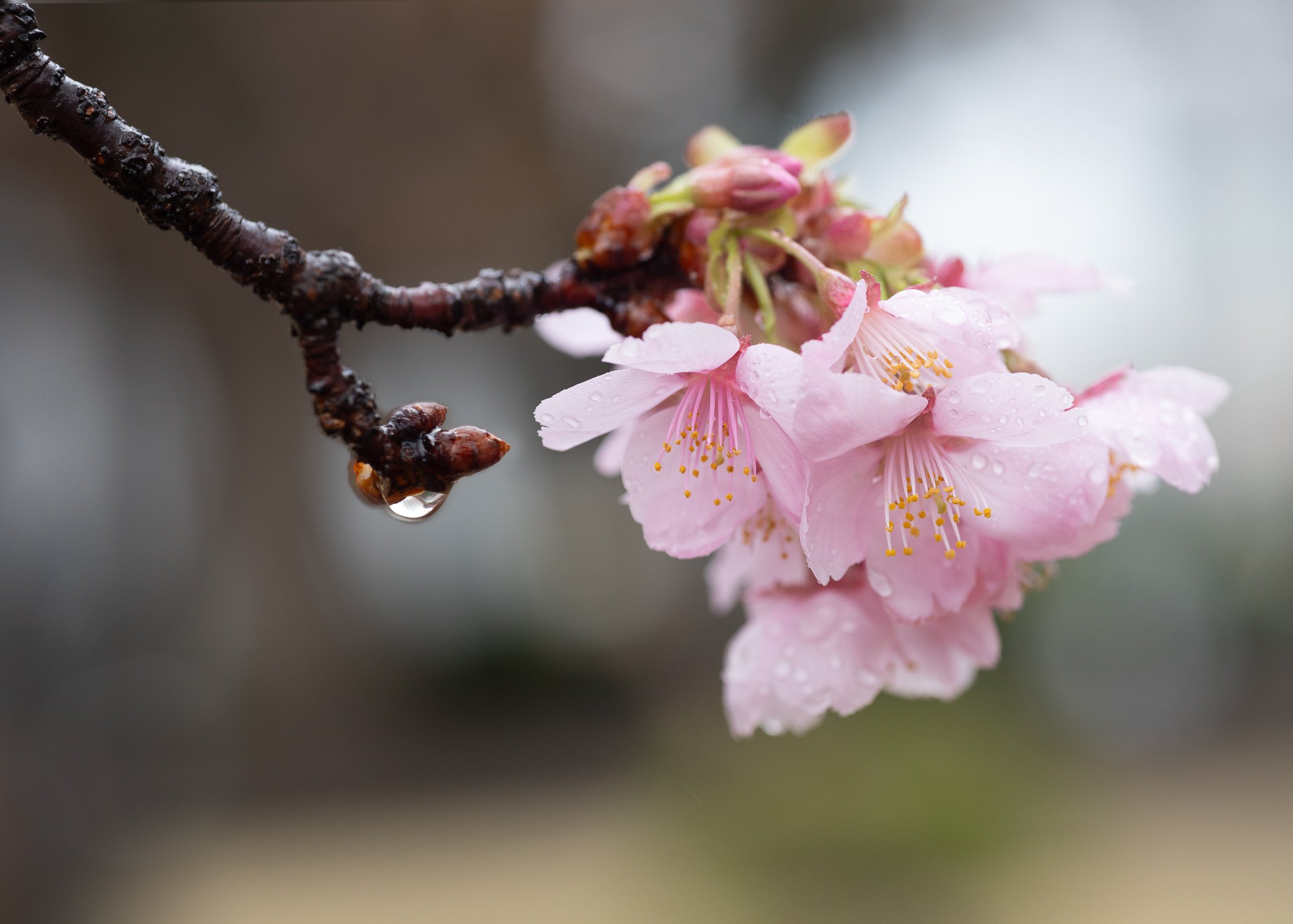 Ueno Sakura Pink.jpg