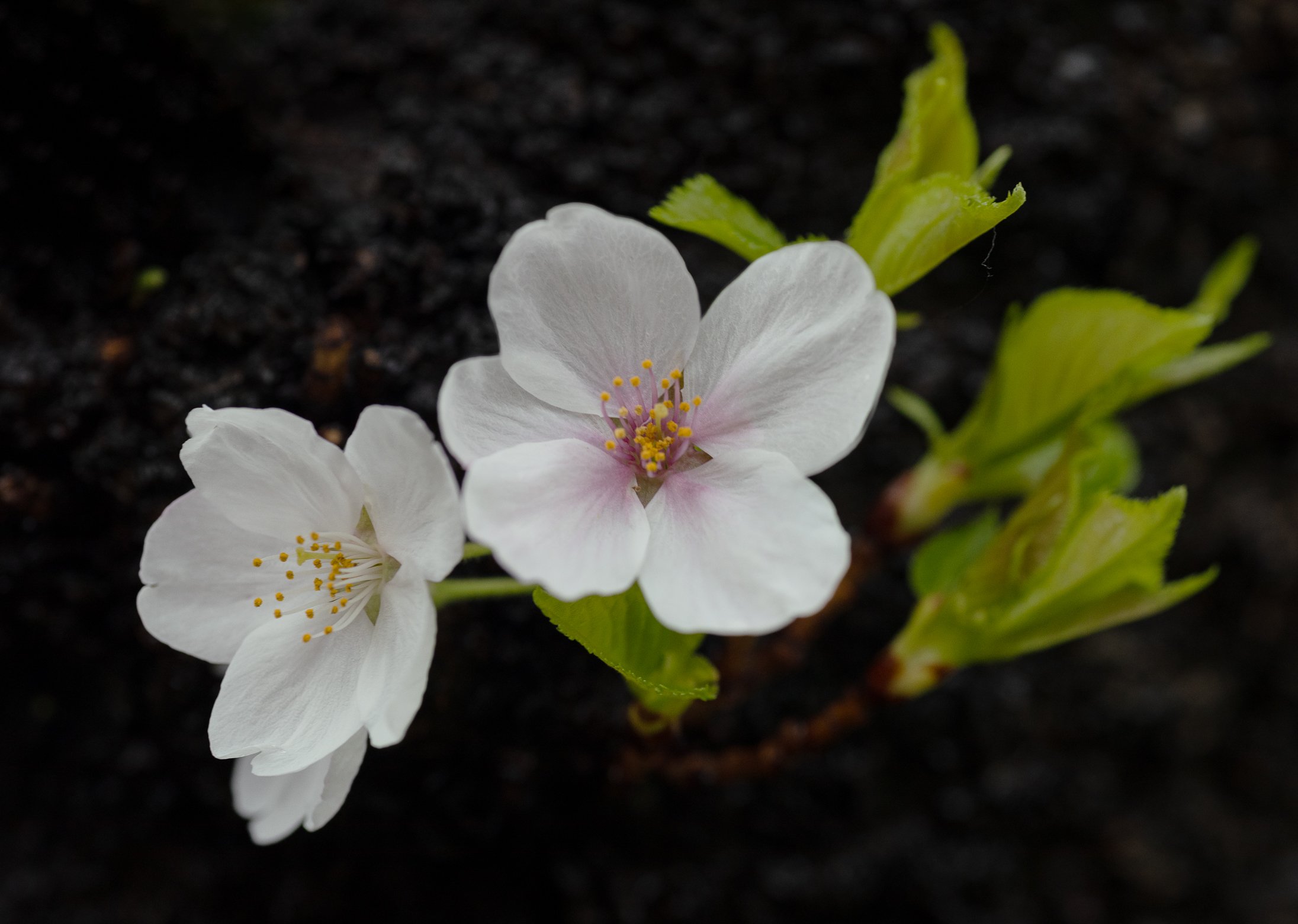 Ueno Sakura White.jpg