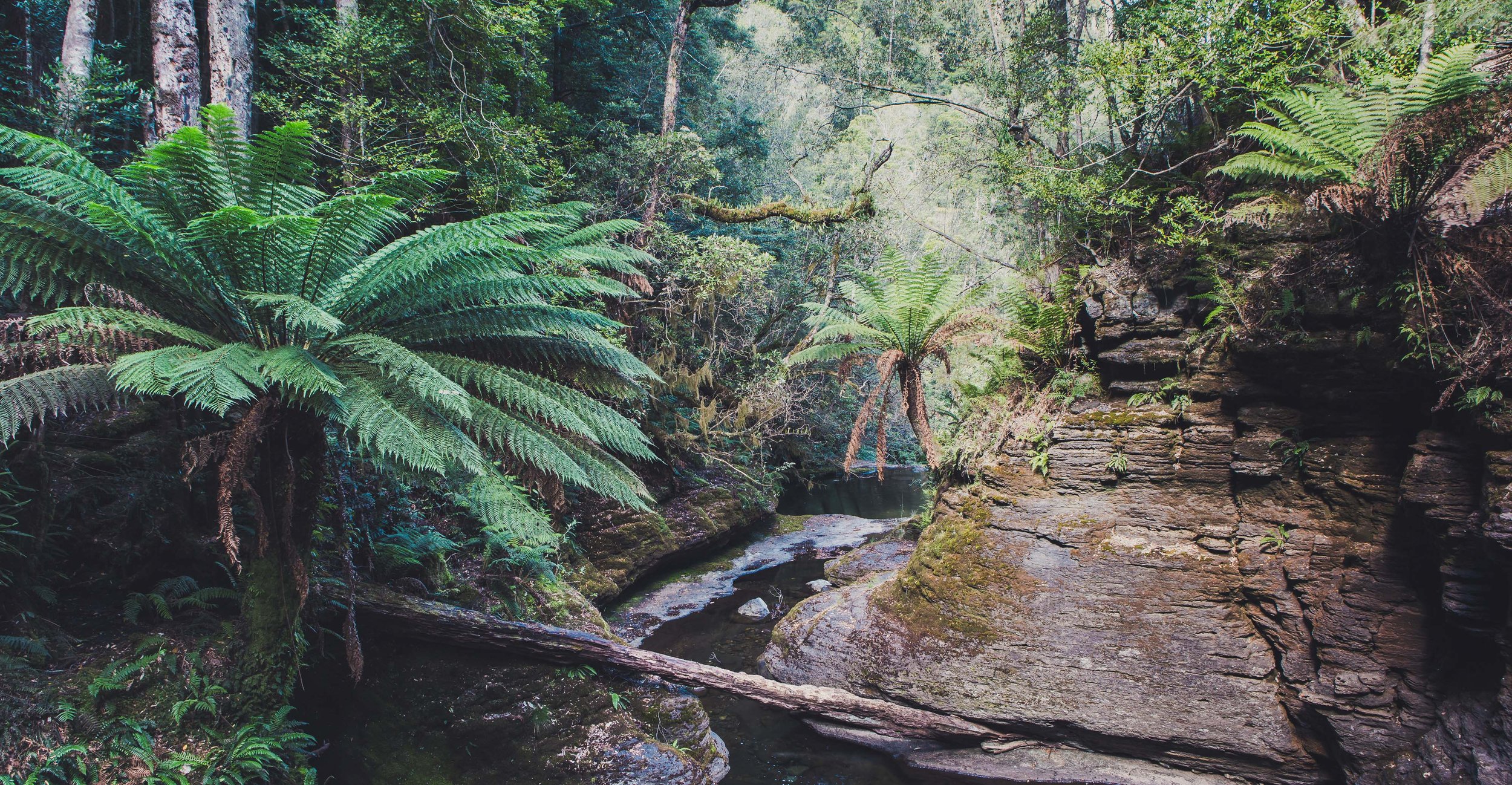 Liffey Falls, Tasmania-10.jpg