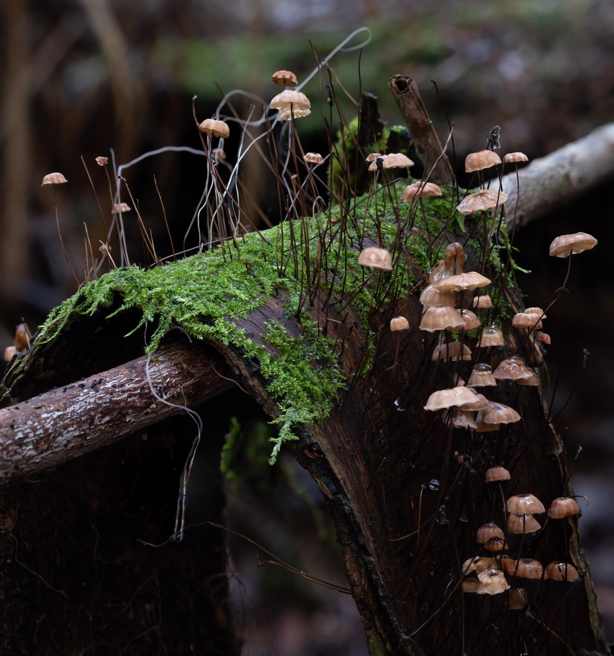 Corinna Forest & Funghi-2.jpg