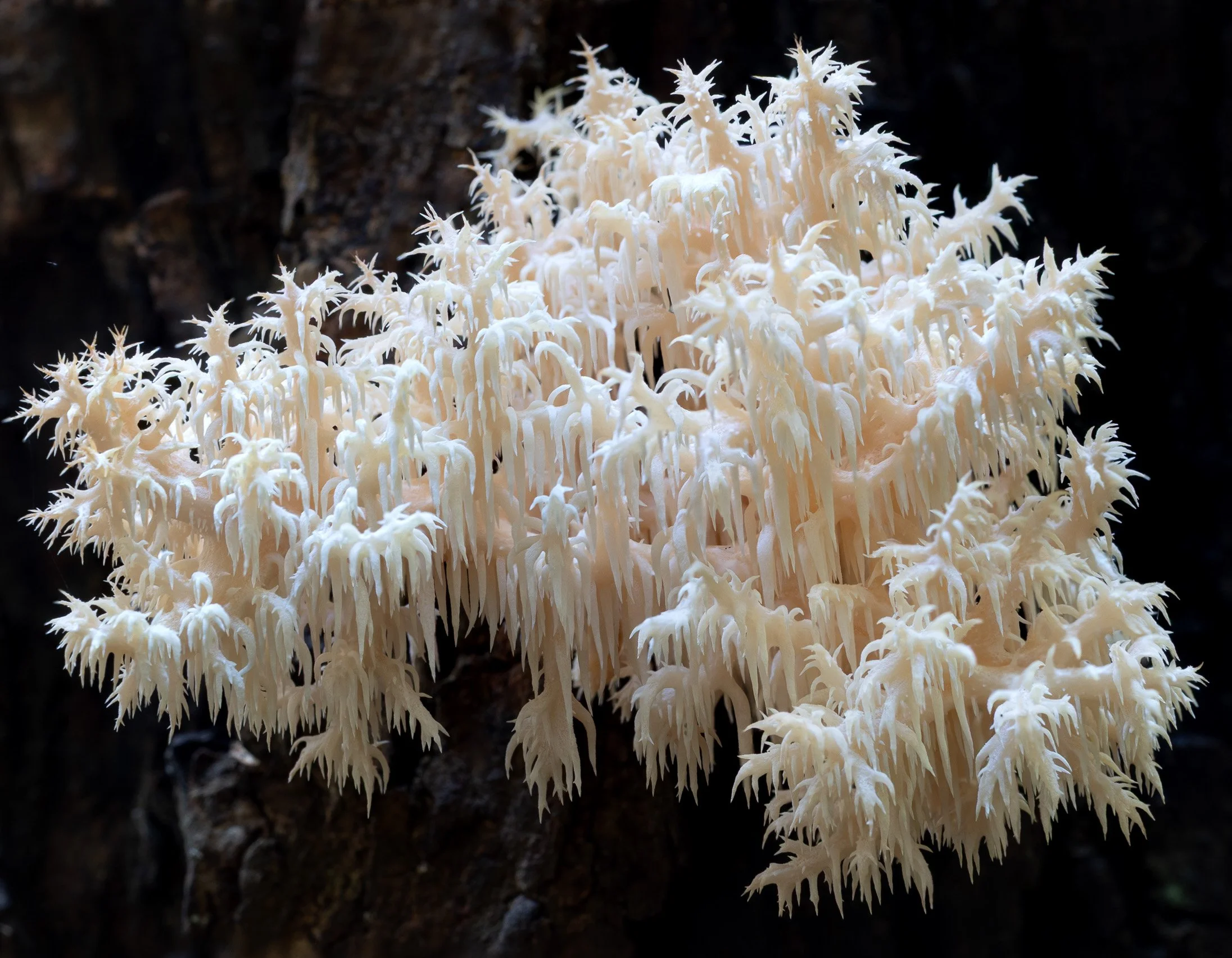 Corinna Forest & Funghi.jpg