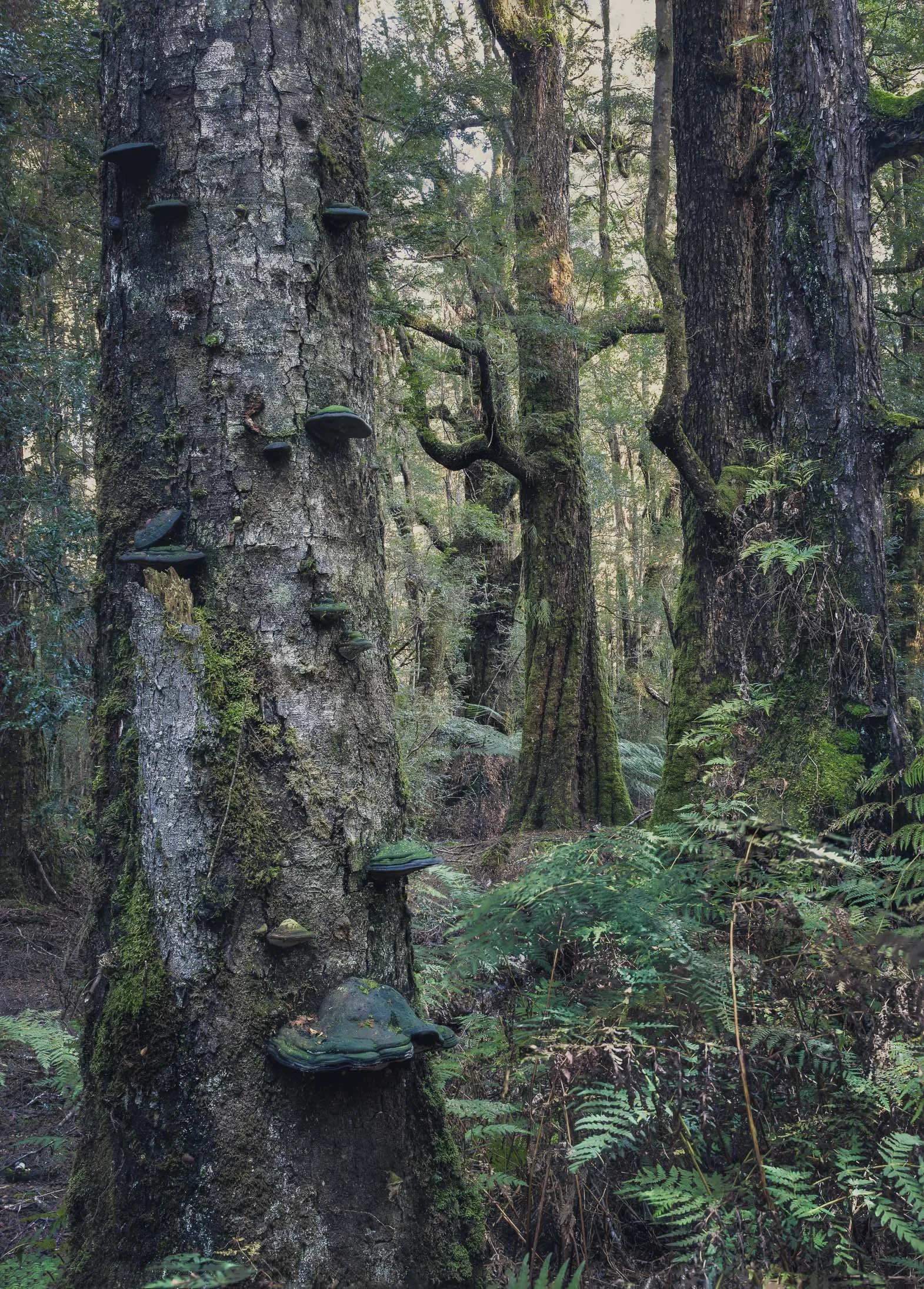 Corinna Forest & Funghi-3.jpg