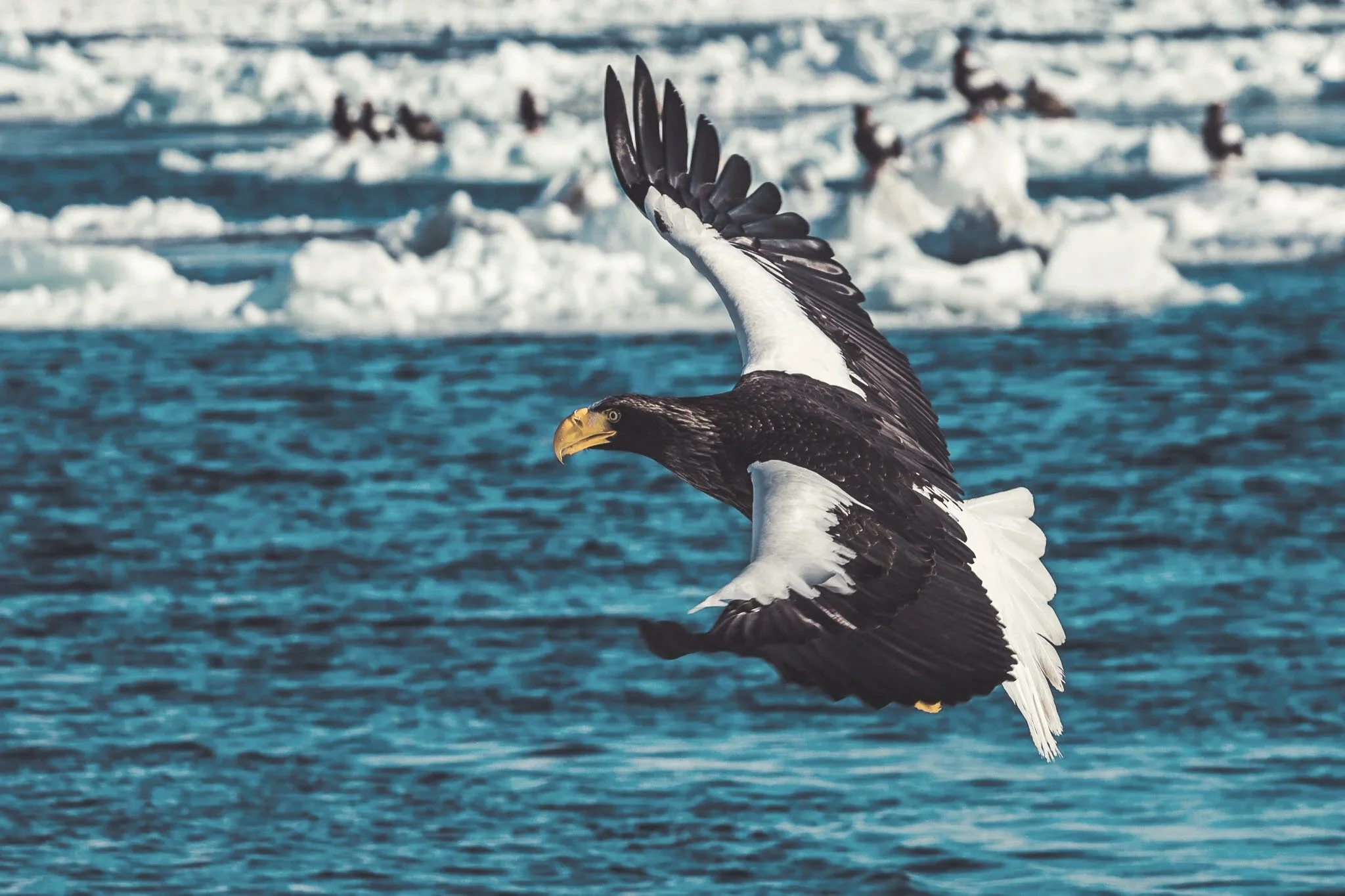 Sea+Eagles+%2856+of+94%29.jpg (Copy)