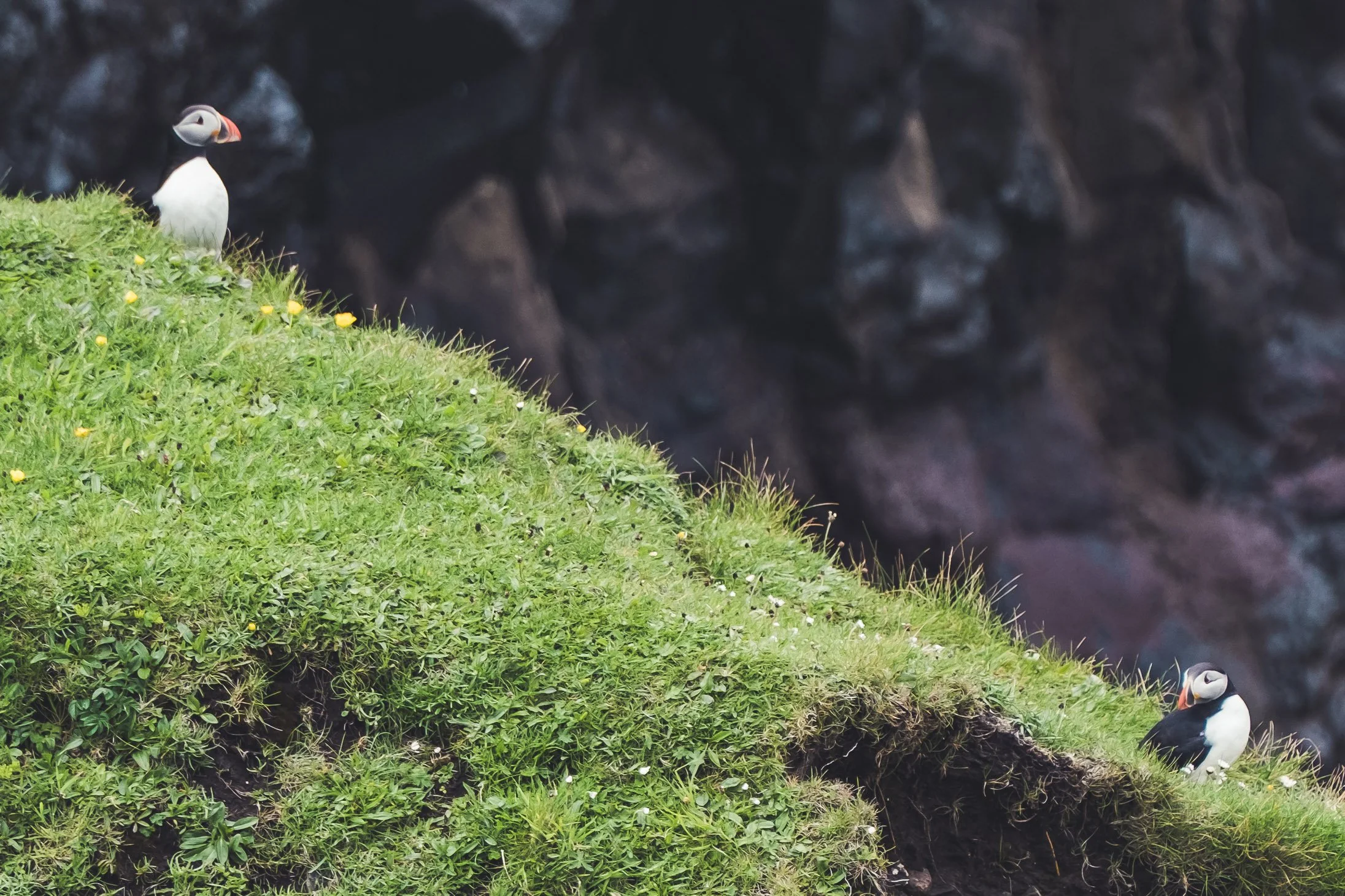 Faroe 1st Day.jpg (Copy)