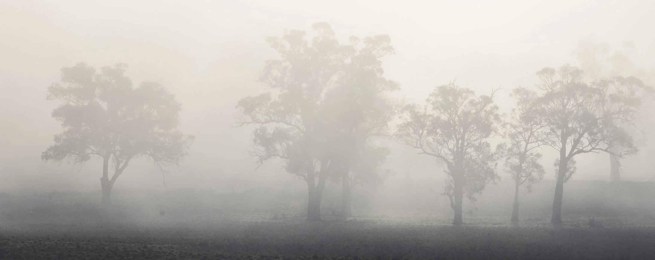 Tarkine Forest Fog-2.jpg (Copy)