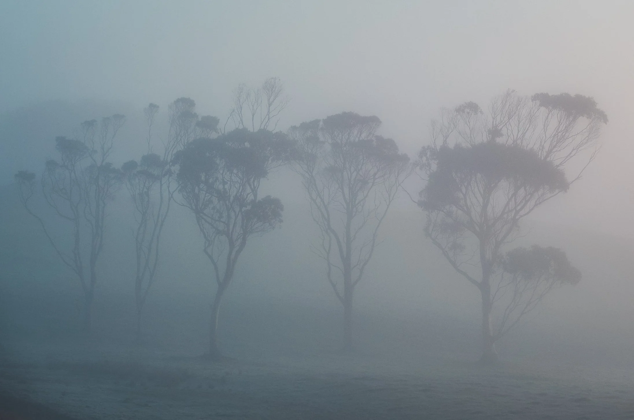 Tarkine Forest Fog.jpg (Copy)