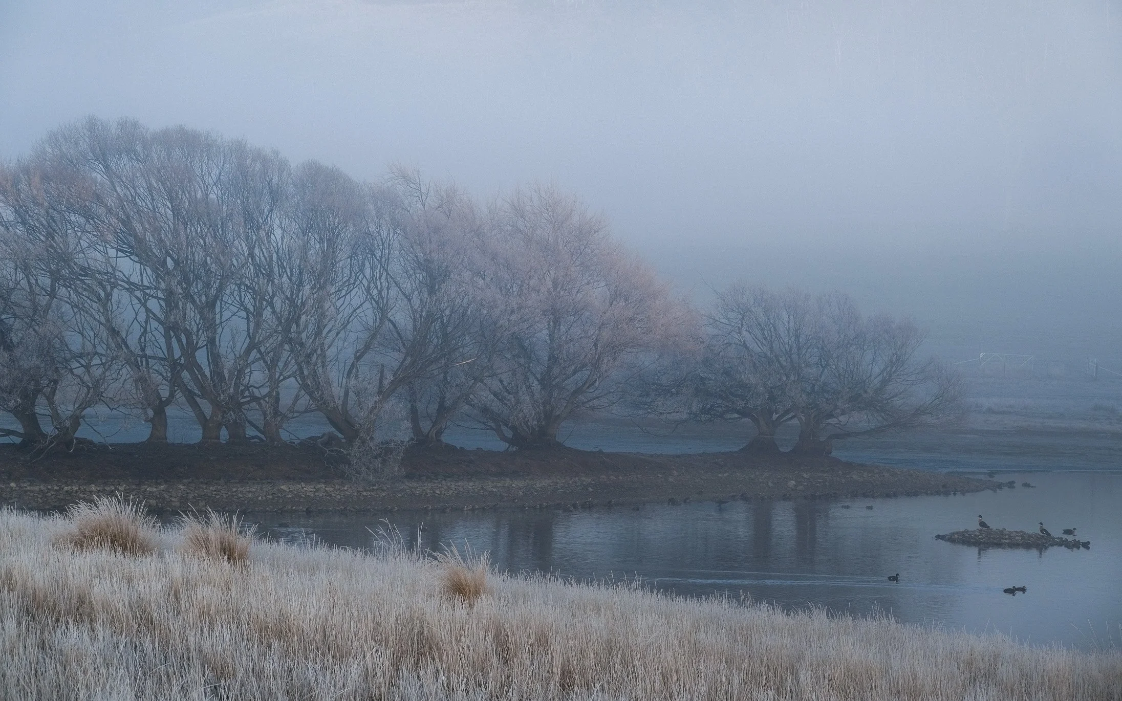Tassie Frost B&W-3.jpg (Copy)