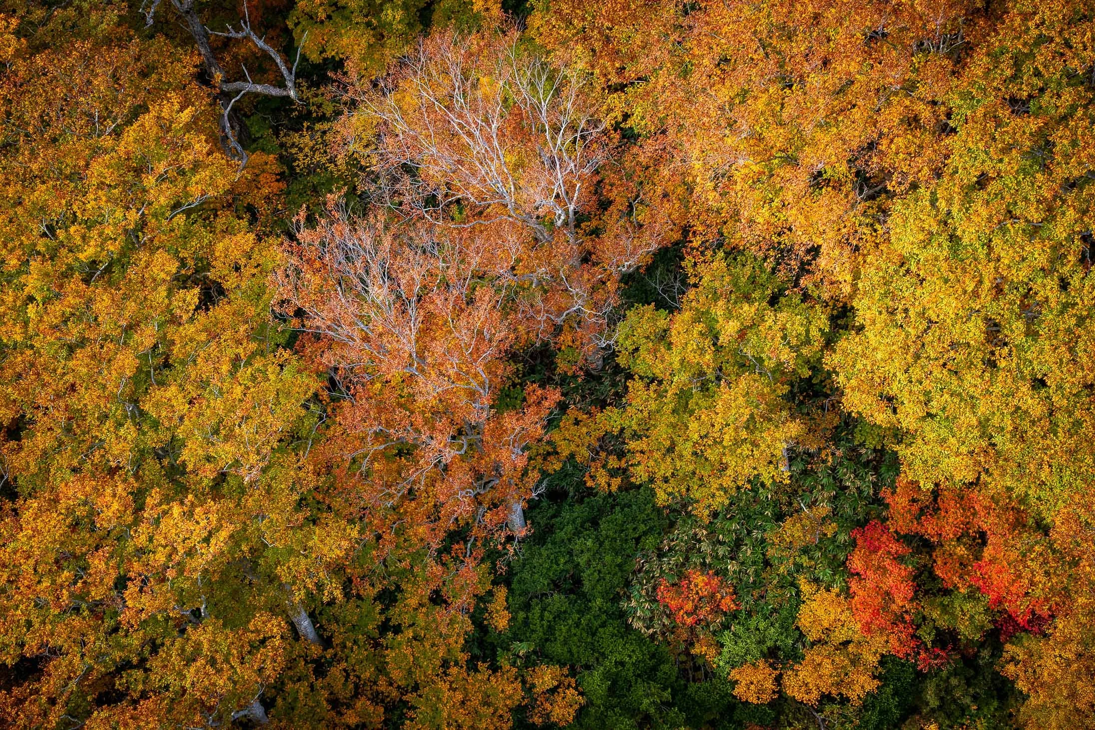Oirase Autumn Colors.jpg (Copy)