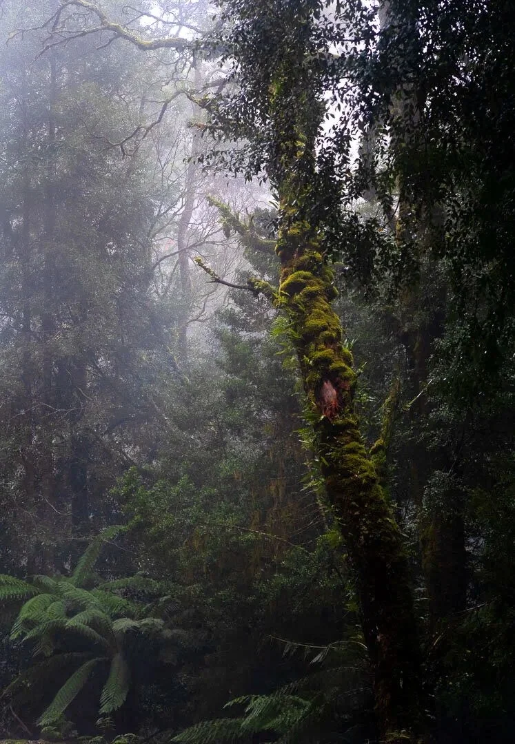 Tarkine+Trees.jpg