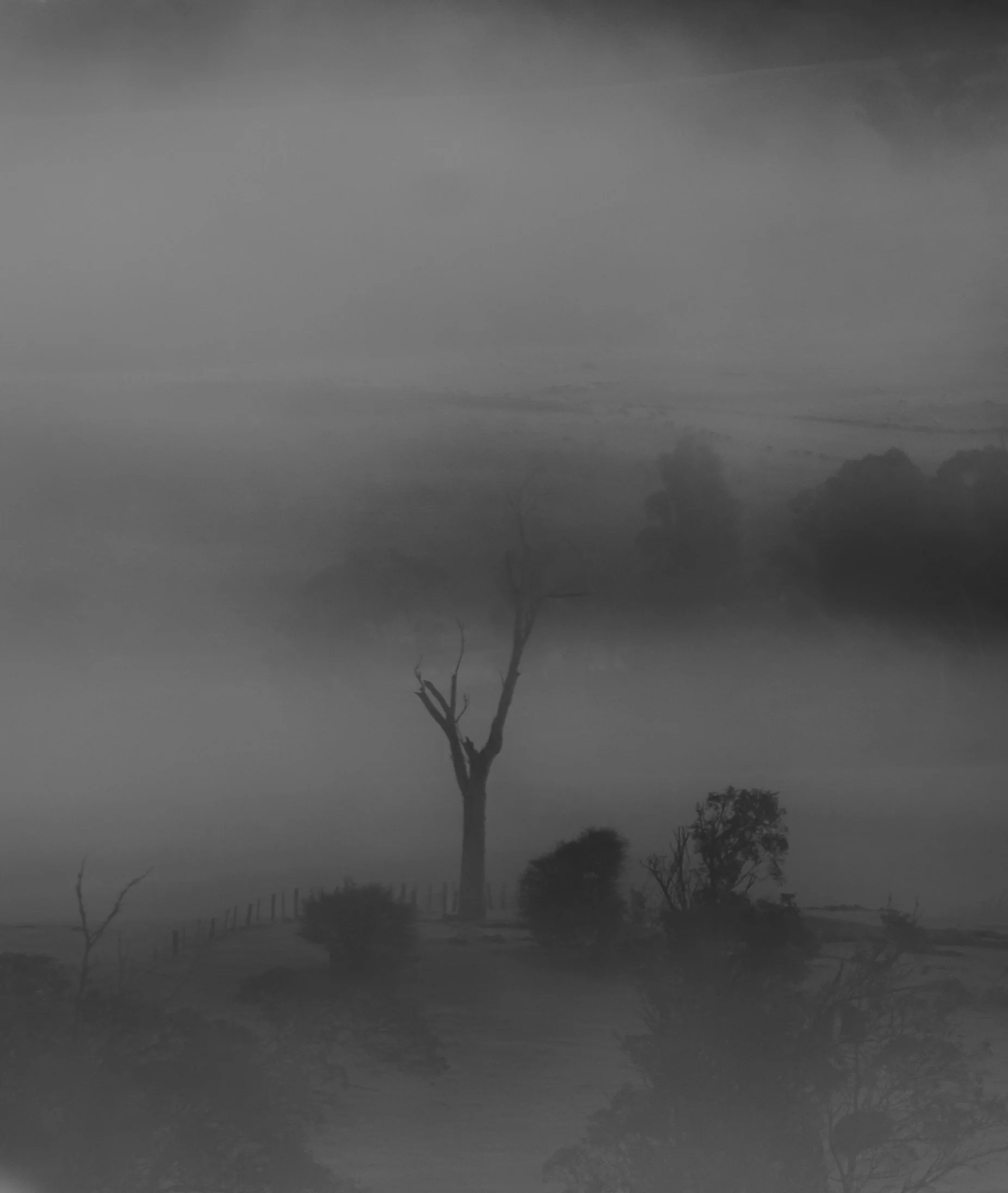 Tassie Frost B&W-2.jpg