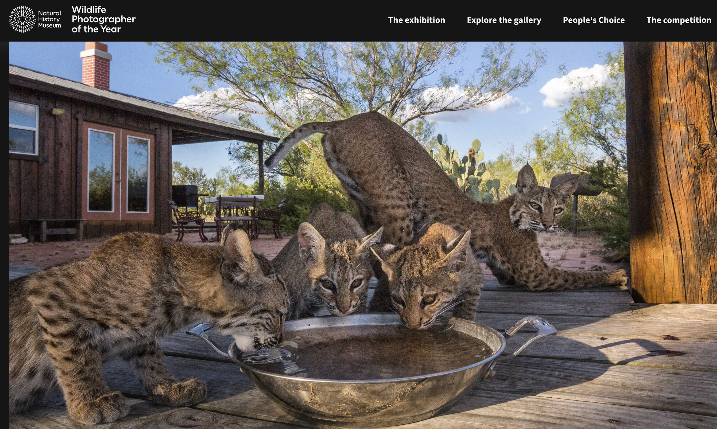 Wildlife Photo Comp