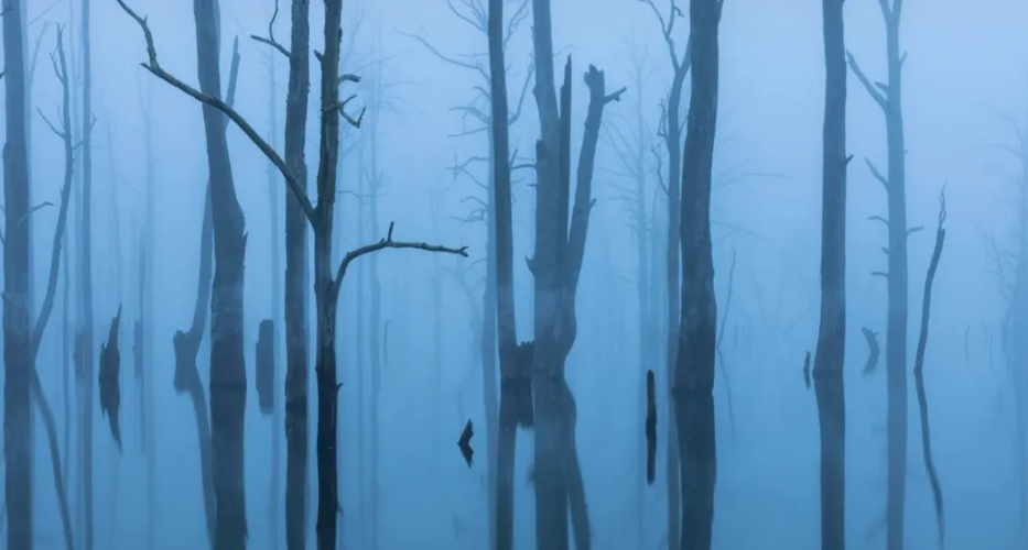 Tasmania Photo Tours Fog.