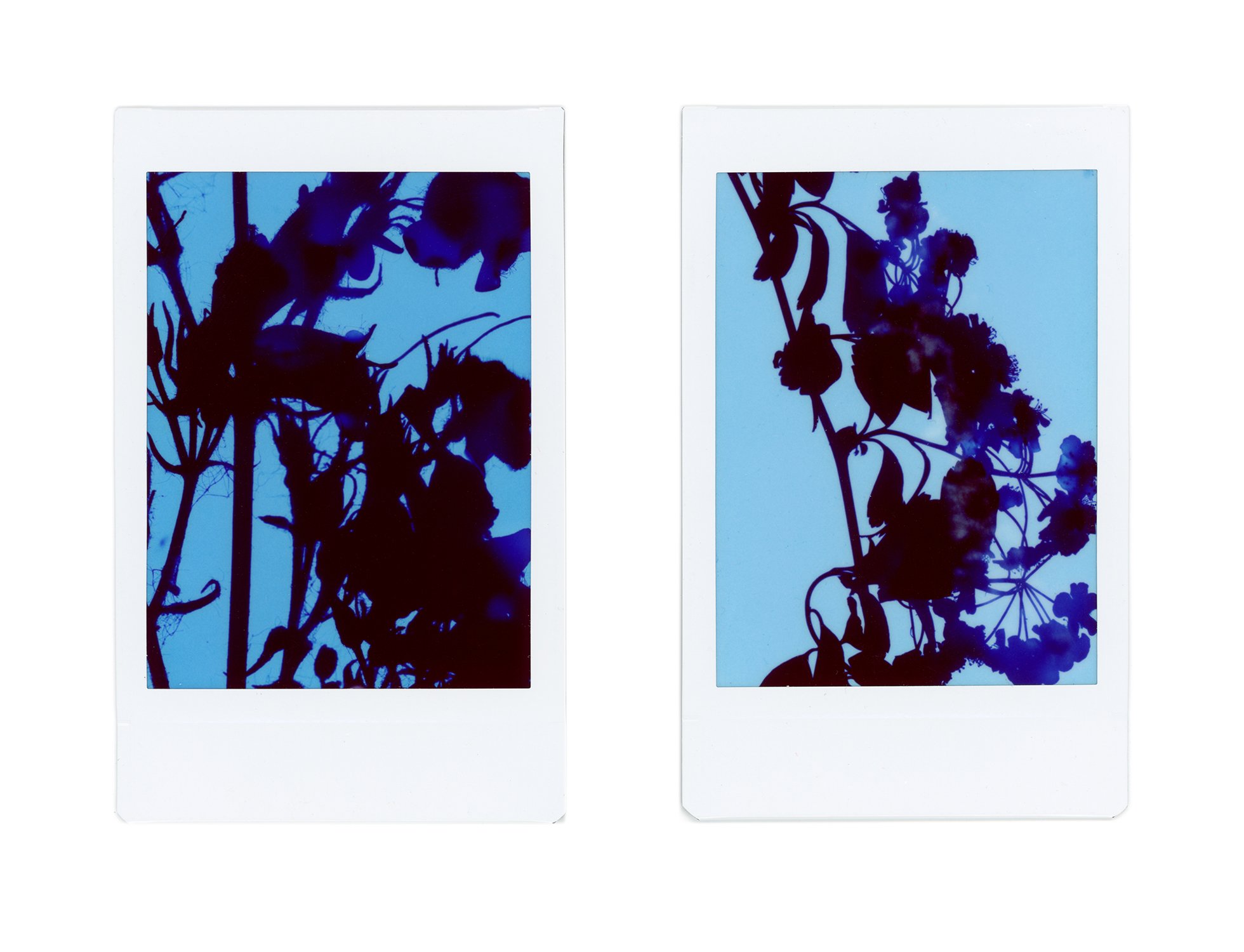 Polaroid Photogram Group Study - 04.jpg