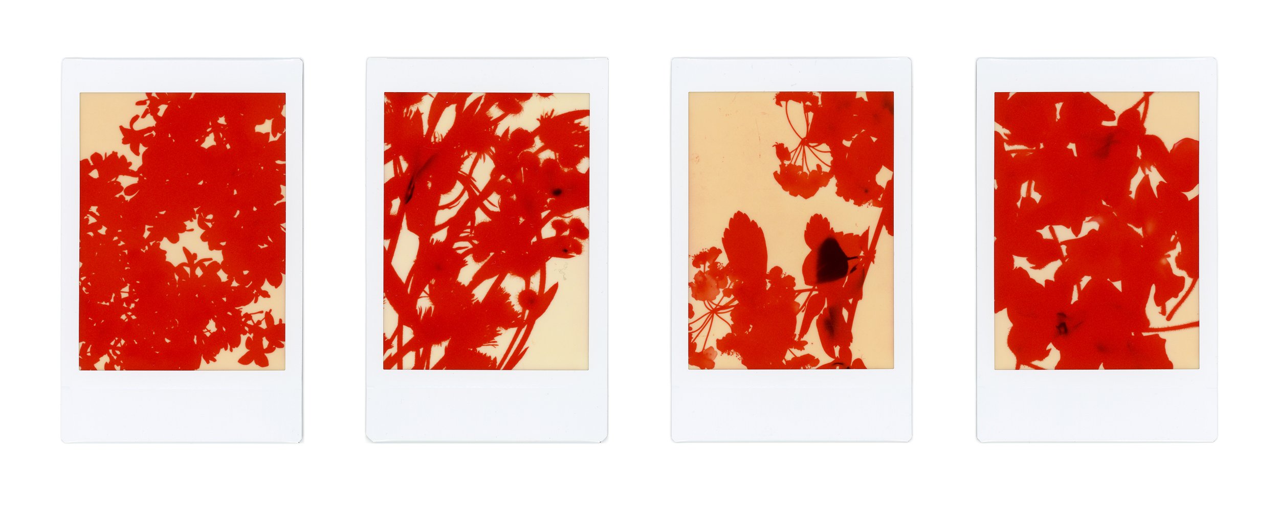 Polaroid Photogram Group Study - 05.jpg