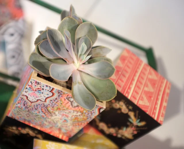 Shutterfly-succulent-box.jpg