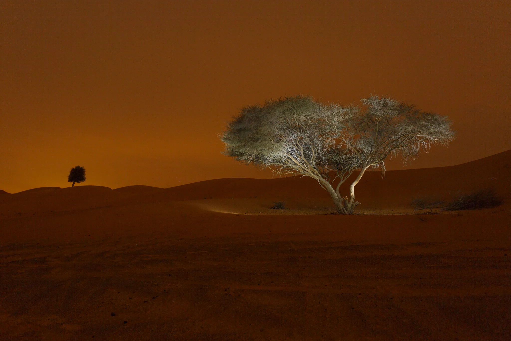 Light painted desert tree against Arabian desert backdrop