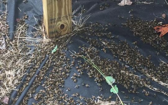 A picture posted on Facebook of dead bees at Flowertown Bee Farm and Supply. CREDIT: FACEBOOK 