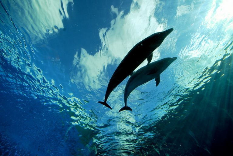 http://beyondpesticides.org/dailynewsblog/2016/10/former-inert-ingredient-pesticide-products-found-fish-birds-dolphins/