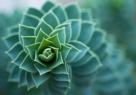 spiral.jpeg