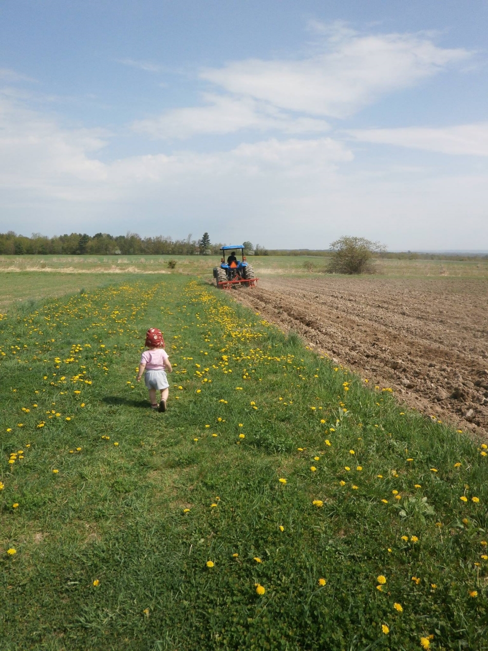 Morgaine potato plant.jpg
