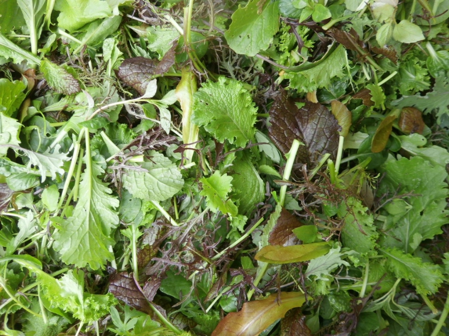 salad.jpg