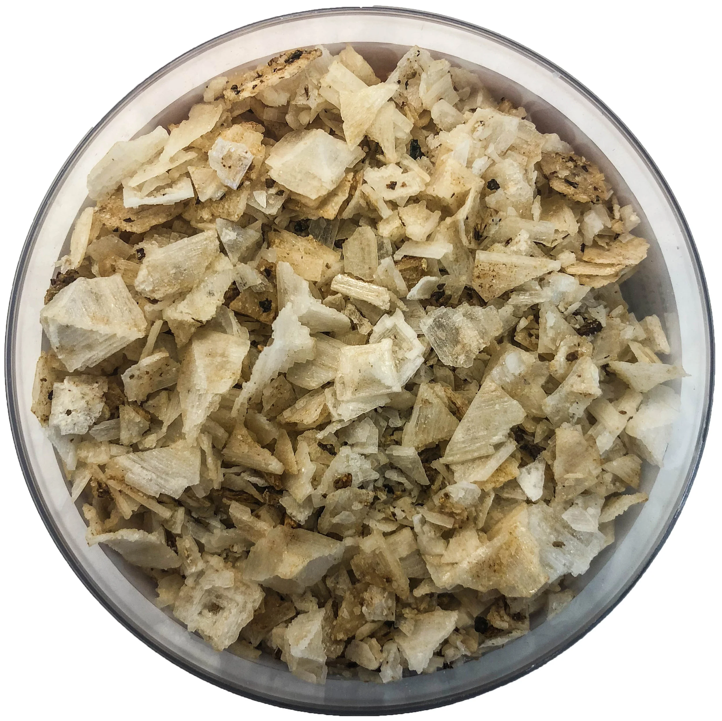 wild mushroom_topview copy.jpg