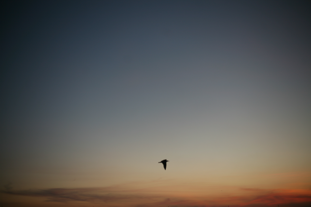 seagull.png